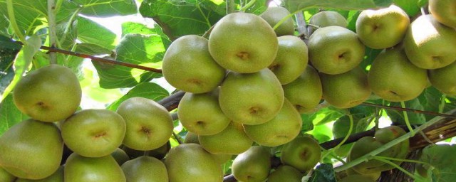 紅心獼猴桃的營養價值與功效 紅心獼猴桃介簡介