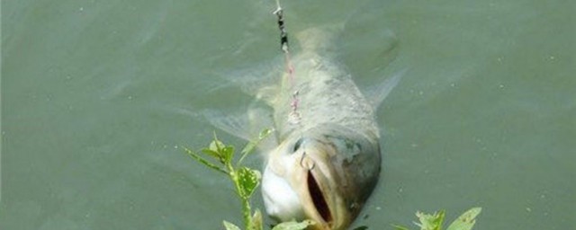 釣鳙魚的技巧 釣鳙魚的方法
