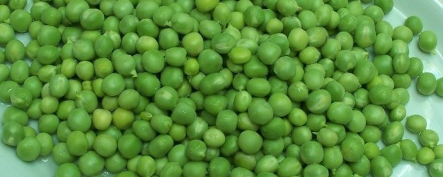青豆發芽保存方法 青豆發芽能吃嗎