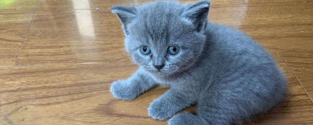 飼養英短藍貓方法 需要吃些什麼呢