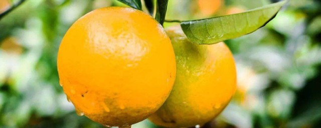 移種橘子樹方法 移種後怎麼管理