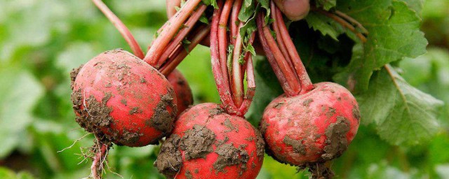 水果蘿卜的種植方法和時間 怎麼種植水蘿卜