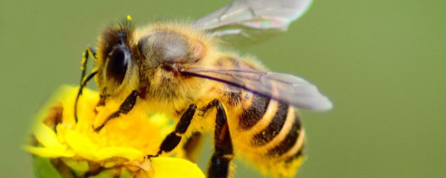 喂養蜜蜂技巧 如何養殖蜜蜂