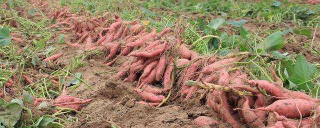 紅薯種植時間和方法 紅薯種植時間和方法介紹