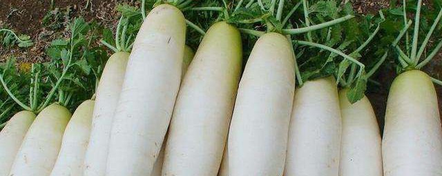白蘿卜的種植方法和時間 白蘿卜的種植方法和時間介紹