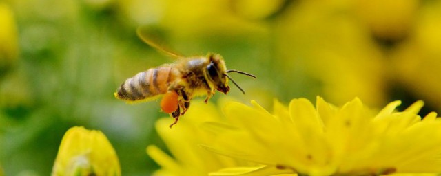 秋季養蜜蜂方法 秋季養蜜蜂方法簡述