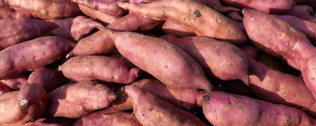 紅薯怎麼保存不會發芽 應該怎麼做呢