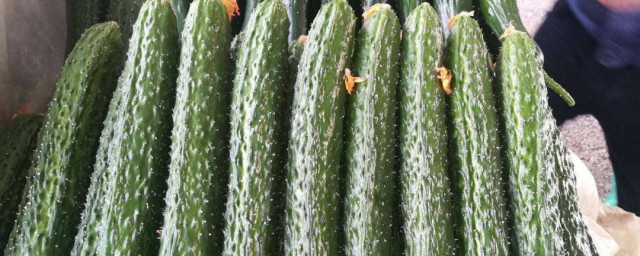 老黃瓜種怎麼保存 可以和白菜一起保存嗎
