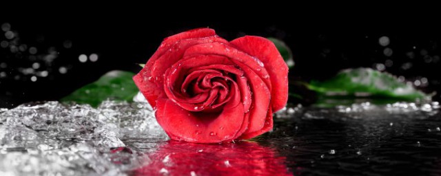 玫瑰怎麼保存時間長 玫瑰保存時間長的方法
