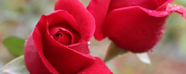 鮮玫瑰花瓣怎麼保存 可以用什麼材料