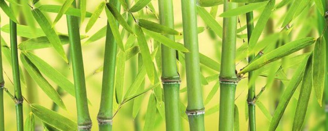 竹子什麼時候移栽易成活 竹子移栽易成活的時間