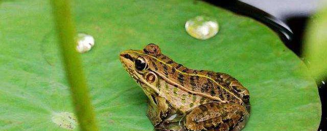青蛙為什麼會呱呱的叫 青蛙會呱呱的叫的原因