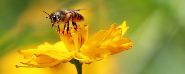 冬季喂蜂技巧 如何在冬季喂蜜蜂
