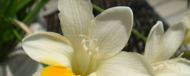 矮化白蘭花方法 矮化白蘭花方法是什麼