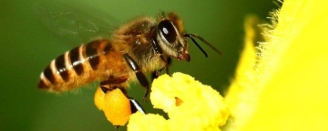 最簡單找山蜜蜂方法 可以通過什麼方式找到呢