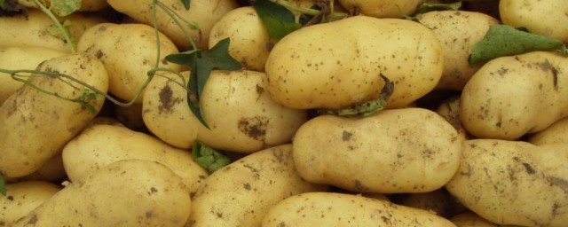 馬鈴薯種植時間和方法 馬鈴薯種植時間和方法簡述