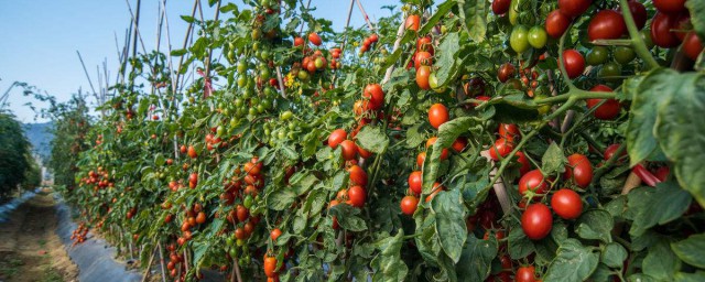番茄種植時間和方法 一定要知道的番茄種植基礎