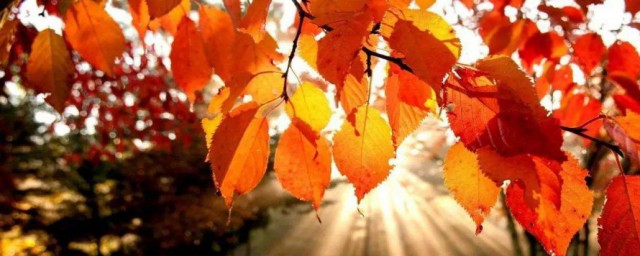 形容秋天的詞語有哪些 形容秋天的詞語具體有哪些