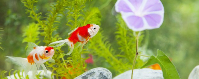 魚缸裡養什麼植物好 在魚缸中能種植哪些植物?