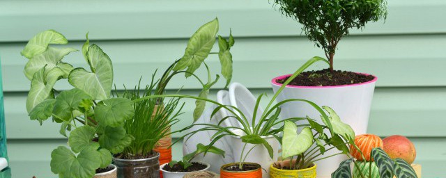 客廳放什麼植物好 最適合客廳擺放的5種植物