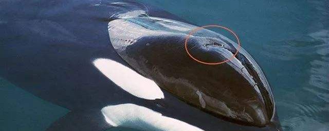 鯨魚用什麼呼吸 鯨魚怎麼呼吸簡單介紹