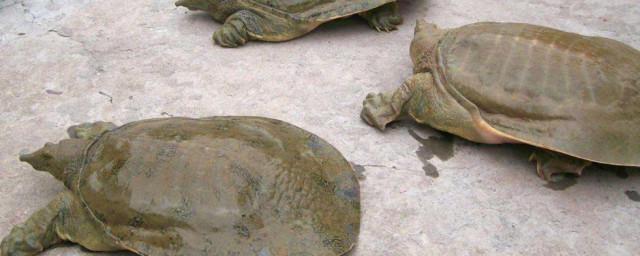 小巴西龜吃什麼 小巴西龜食物簡述