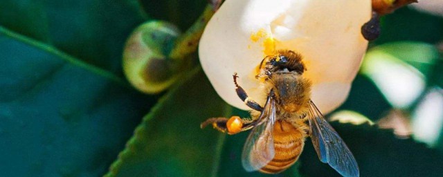 蜂王漿是什麼 蜂王漿有什麼功效