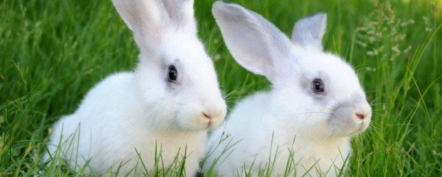 描寫小白兔外貌的句子 如何表達小白兔外貌
