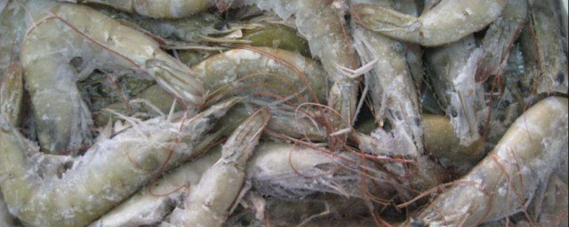新鮮基圍蝦怎麼保存 保存蝦的方法