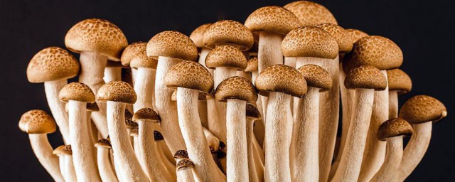 蘑菇怎麼保存時間長 保存蘑菇的方法