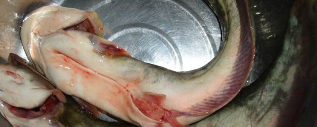 鯰魚怎麼處理幹凈 鯰魚的做法