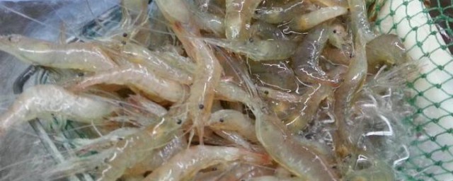 怎麼處理蝦才幹凈 活蝦怎麼處理會比較幹凈