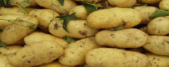 土豆發芽到什麼程度不能吃 土豆隻要發芽瞭就最好不要吃