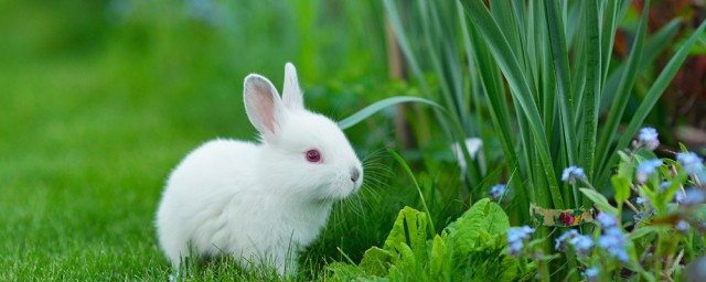 兔子怎麼養殖 如何防病治病