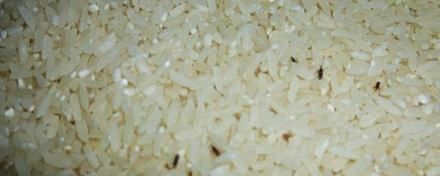 大米有蟲如何處理 大米有蟲3種處理方法介紹
