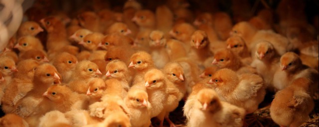 小雞孵化成功後如何處理 小雞棚如何消毒