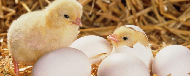 小雞孵化以後如何處理 這個時候需要怎麼照顧小雞