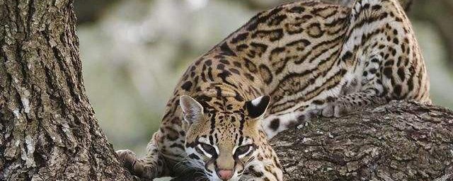 豹貓是幾級保護動物 屬於3級保護動物
