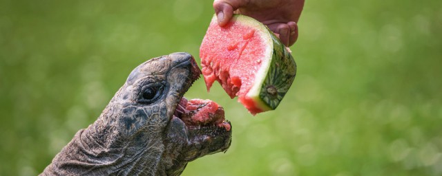 烏龜怎樣才能吃東西呢 這四種方法可以一試