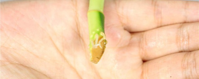 新買的富貴竹怎麼水養 怎麼才會生根呢