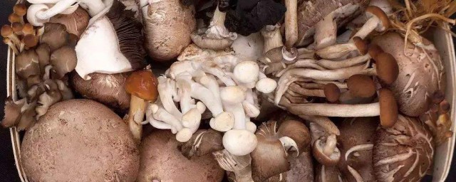傢裡如何種蘑菇 傢裡種蘑菇方法