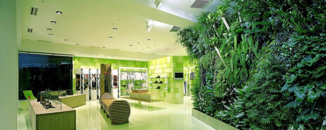 十大最佳室內綠植 十大適合室內且最好養的植物