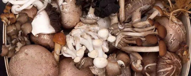 在傢裡種蘑菇什麼季節合適 什麼季節可以種植菌