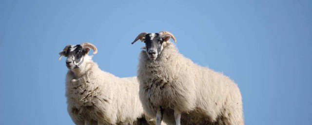 怎麼處理羊皮上膻味 解決膻味的方法