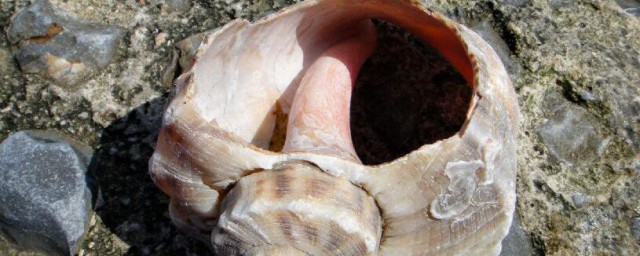 海螺怎麼處理幹凈 海螺的處理方法