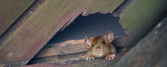 怎麼處理老鼠 老鼠偷的糧食還能吃嗎
