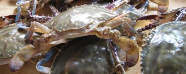 活的海螃蟹怎麼保存 活的海螃蟹的保存方法