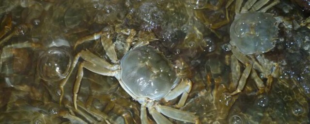 沒吃完的螃蟹怎麼保存 沒吃完的螃蟹的保存方法