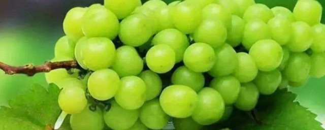 葡萄分支怎麼處理 葡萄如何分枝