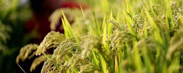 培育水稻的方法 水稻是怎麼種植的